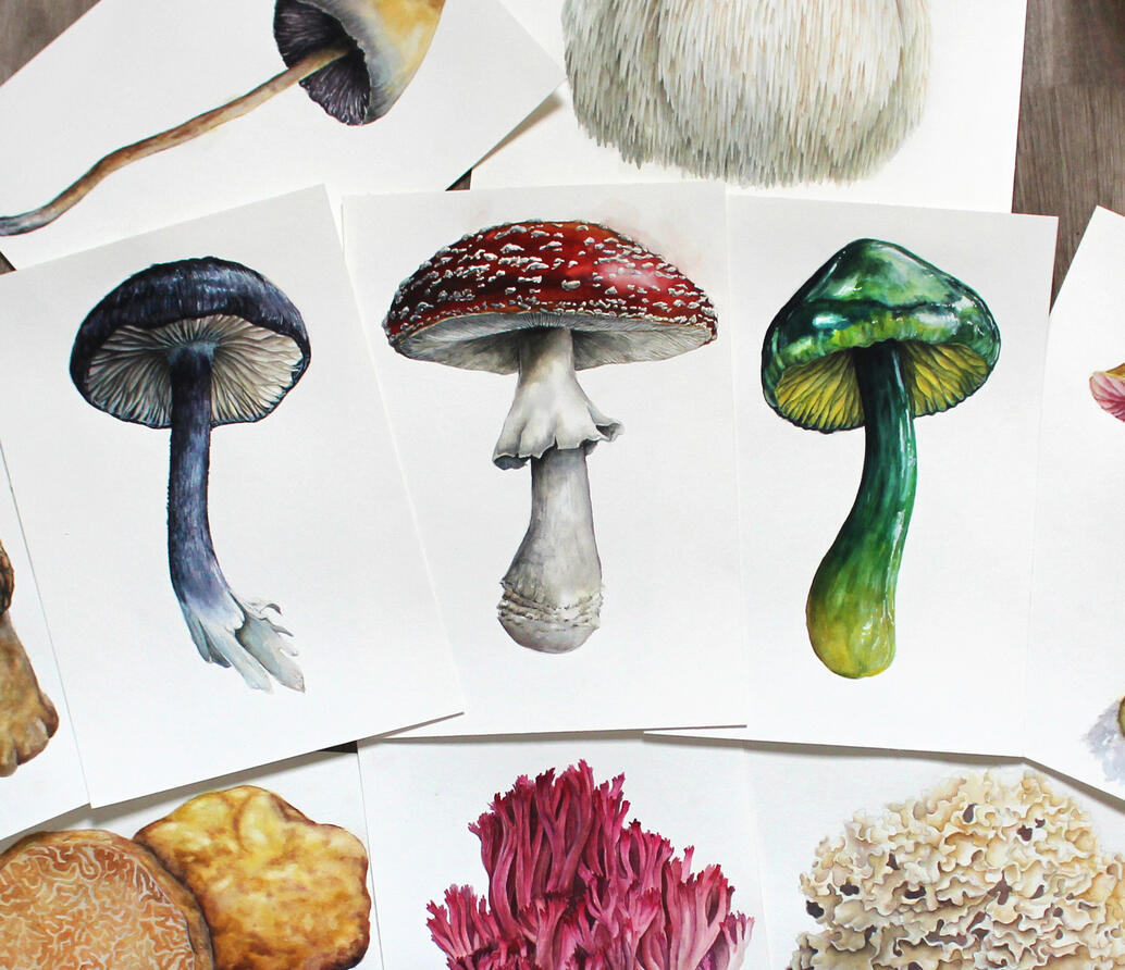 Mushrooms of the Redwood Coast; 2023