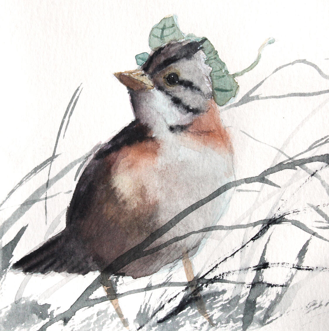 Tico-tico (Zonotrichia capensis)