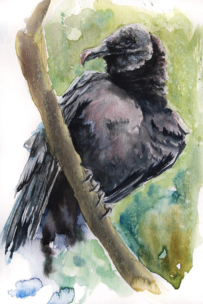 Urubu-preto (Coragyps atratus)