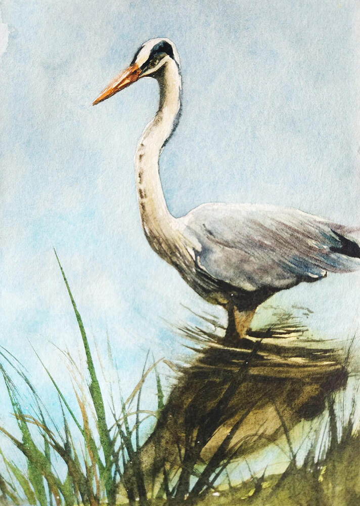 Garça-moura (Ardea cocoi)