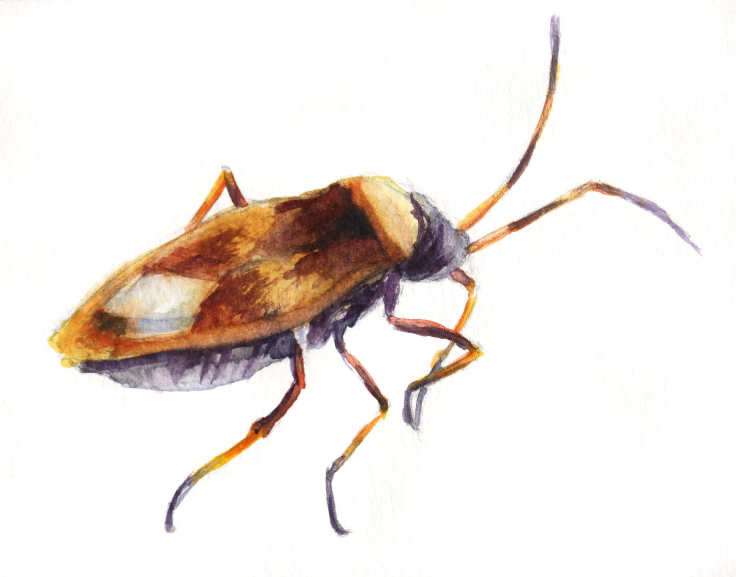 Percevejo (Hypselonotus interruptus)