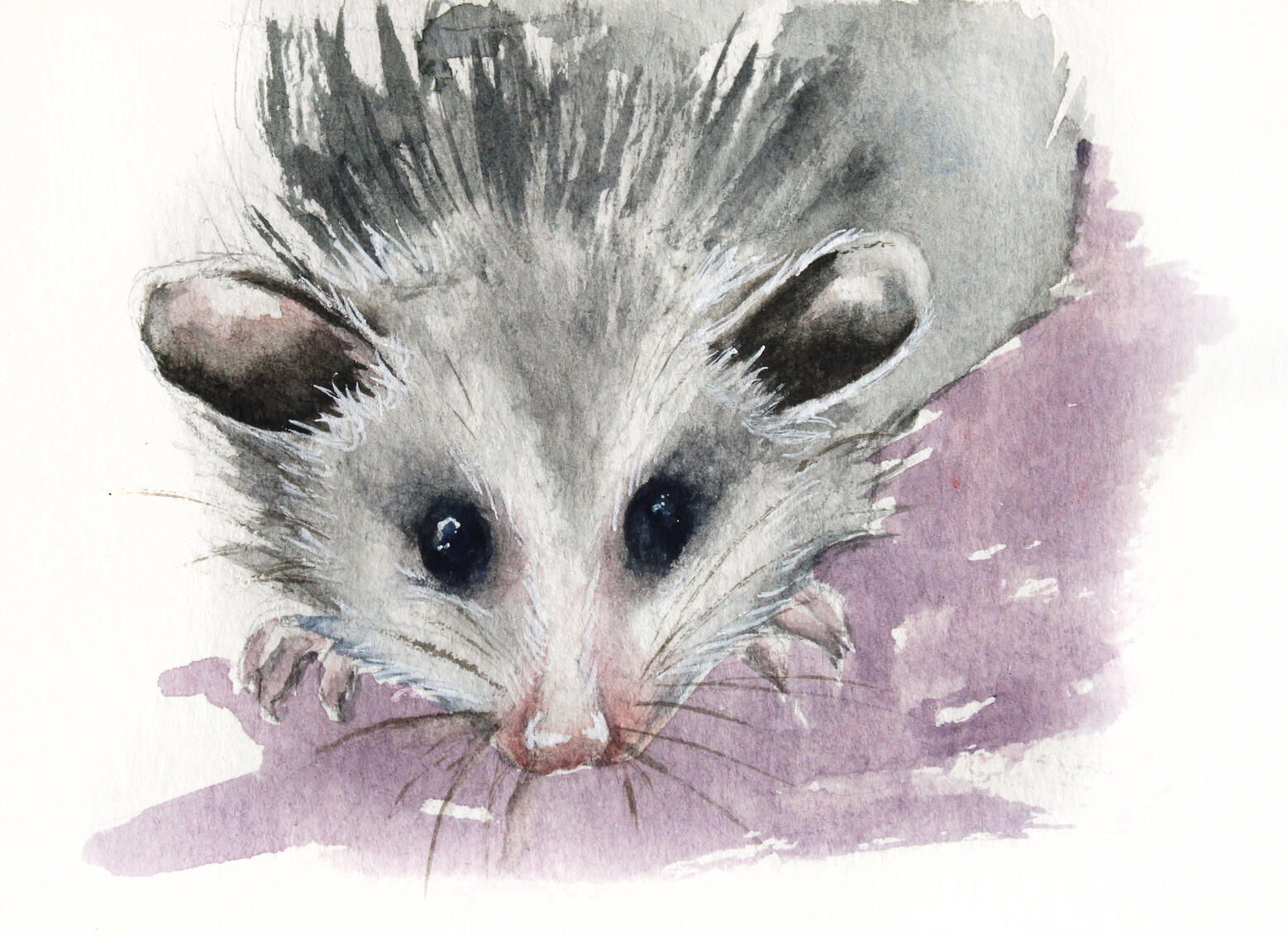 Saruê (Didelphis sp)