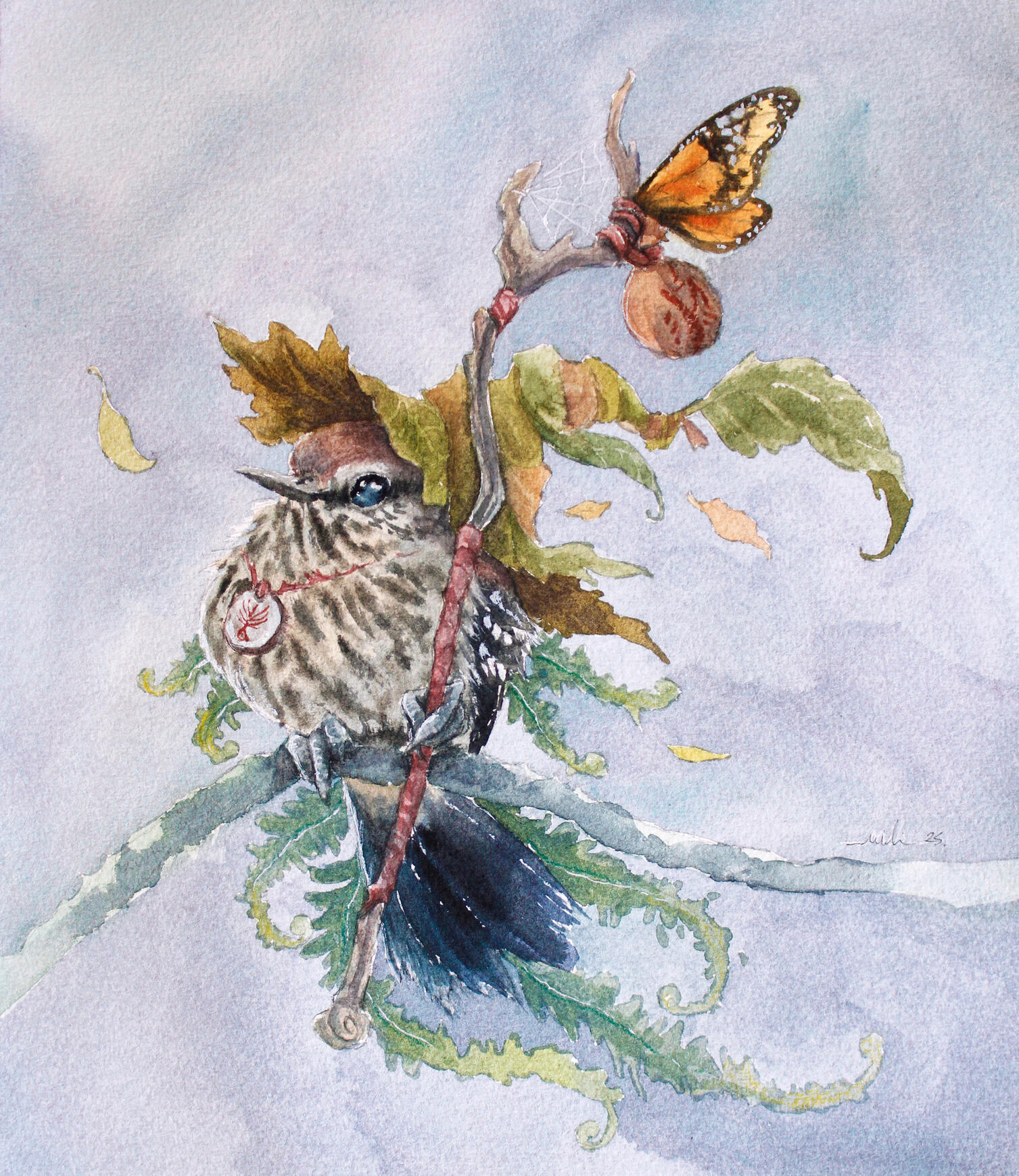 Bicudinho-do-brejo-paulista (Formicivora paludicola), fêmea, a bruxinha