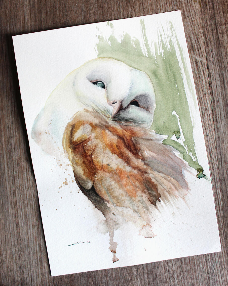 Suindara (Tyto furcata)