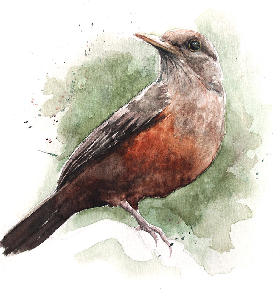 Sabiá-laranjeira (Turdus rufiventris)