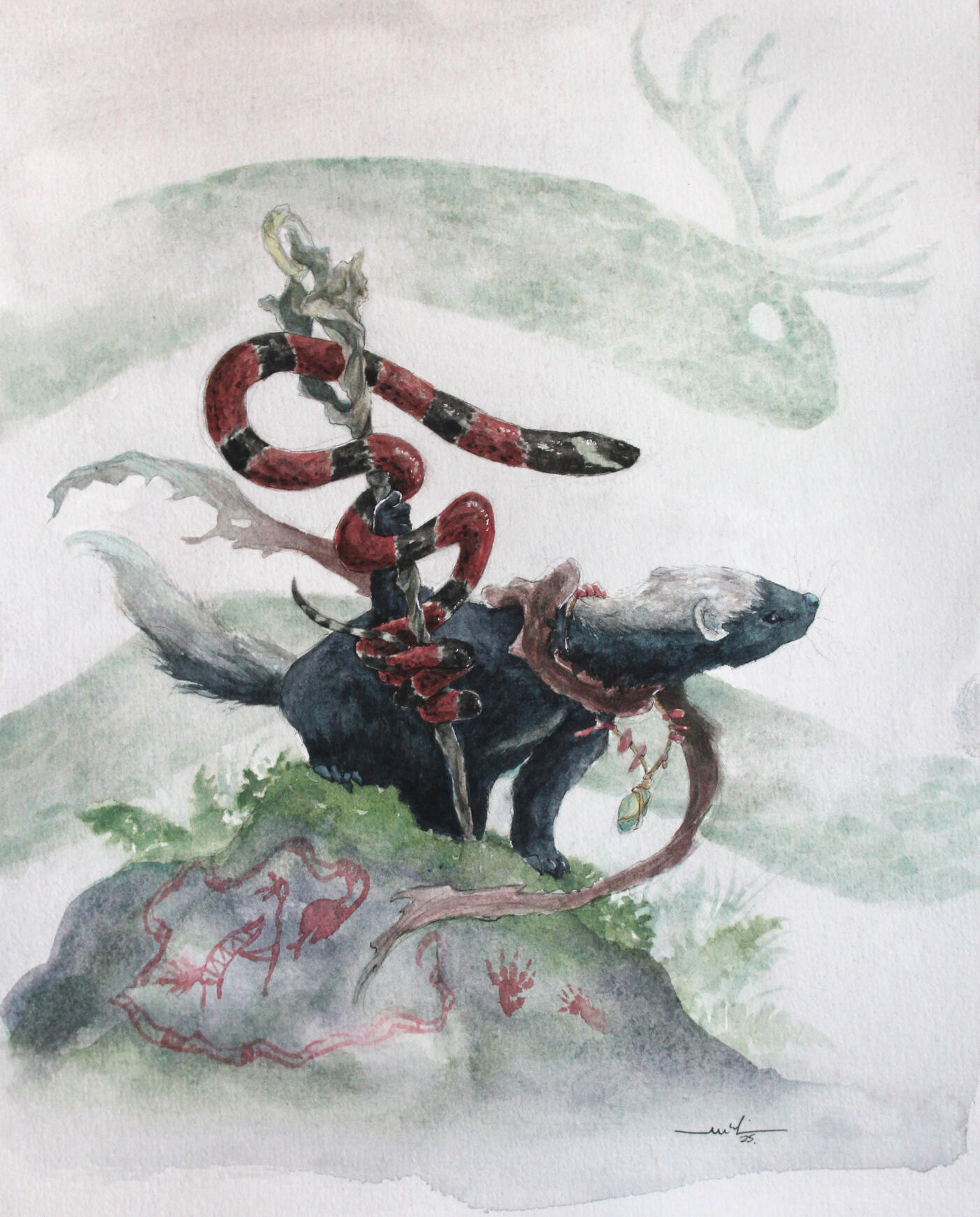 Furão-pequeno (Galictis cuja) e Coral-de-colar-branco ou Coral-verdadeira (Micrurus corallinus)