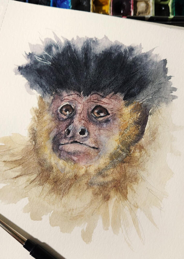 Macaco-prego-amarelo (Cebus libidinosus)