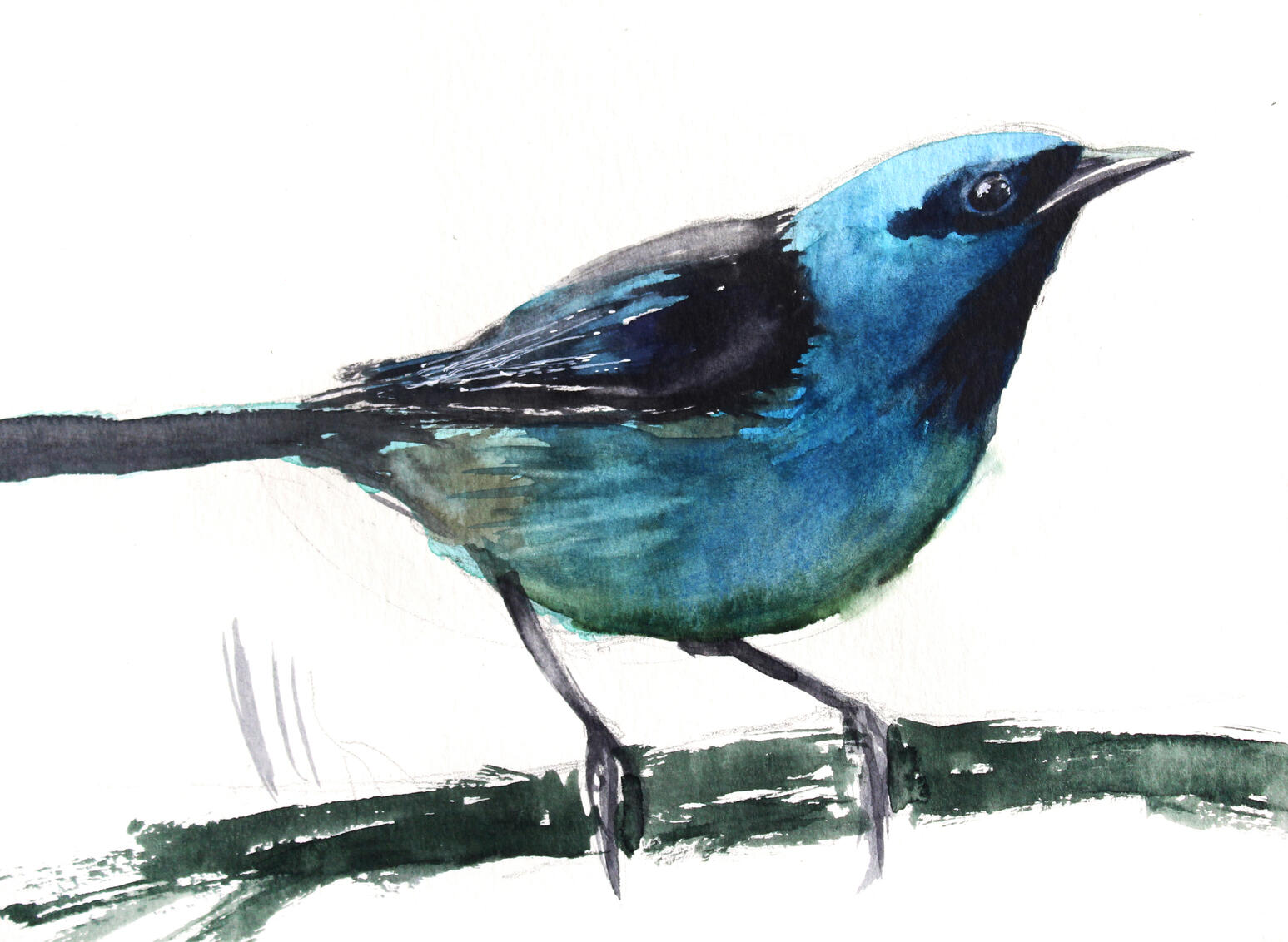 Saí-azul (Dacnis cayana)