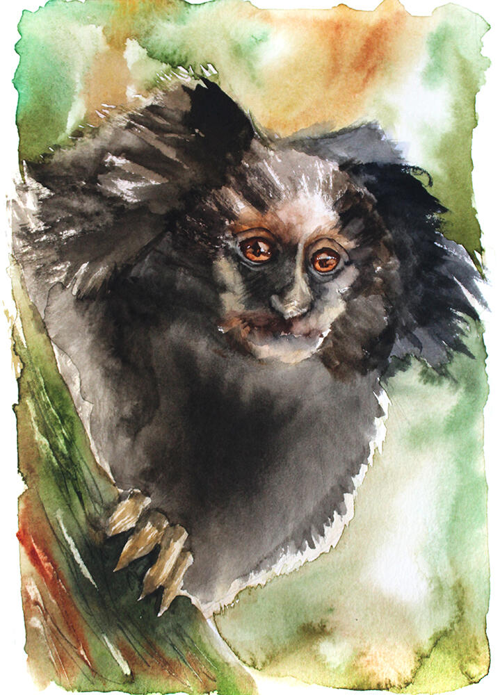 Sagui-da-serra-escuro (Callithrix aurita)