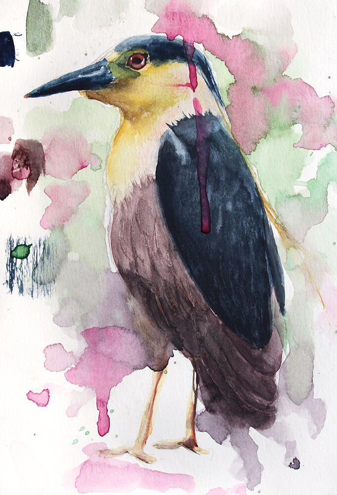 Socó-dorminhoco (Nycticorax nycticorax)
