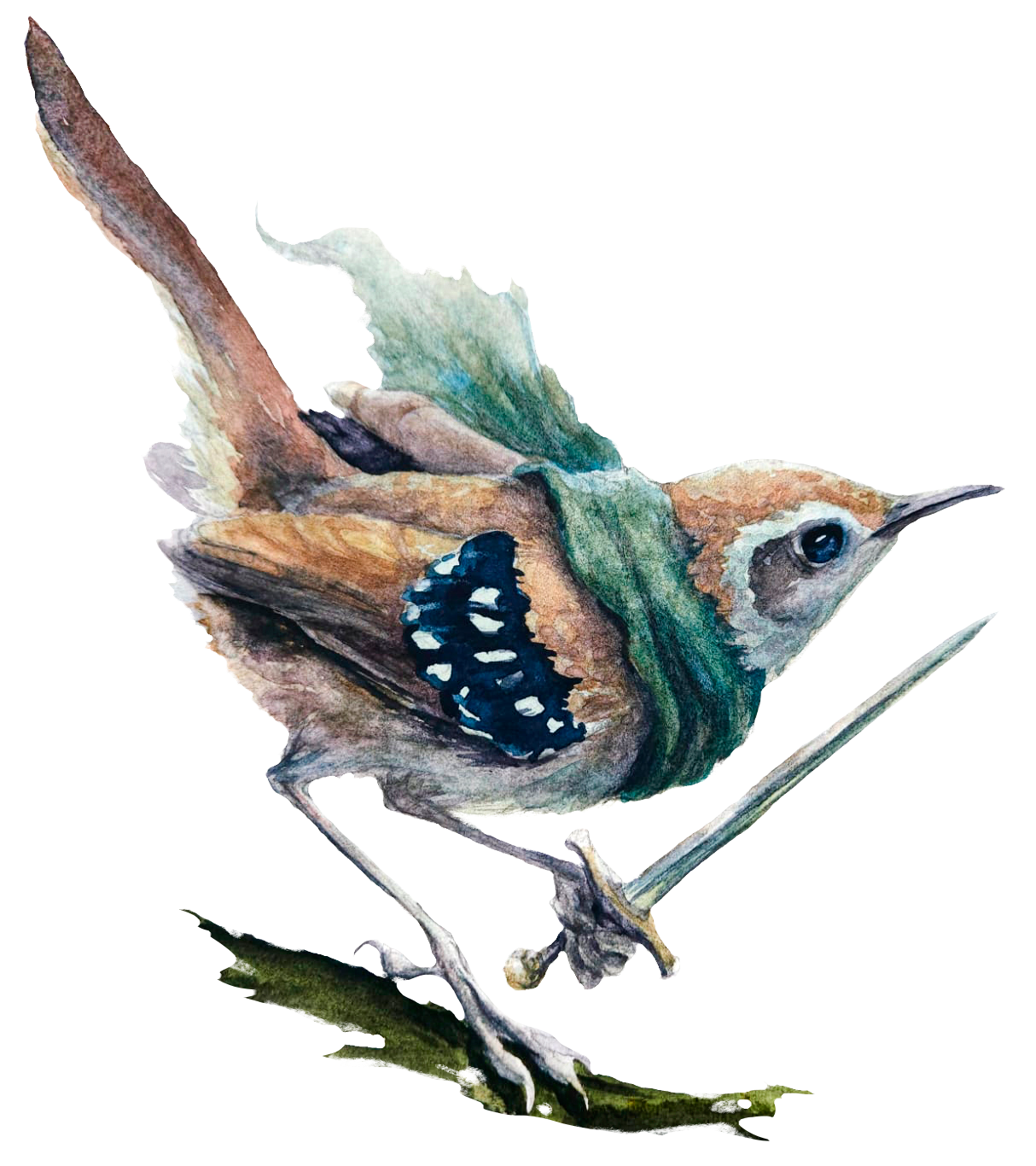 Papa-formiga-de-grota (Myrmoderus squamosus), fêmea