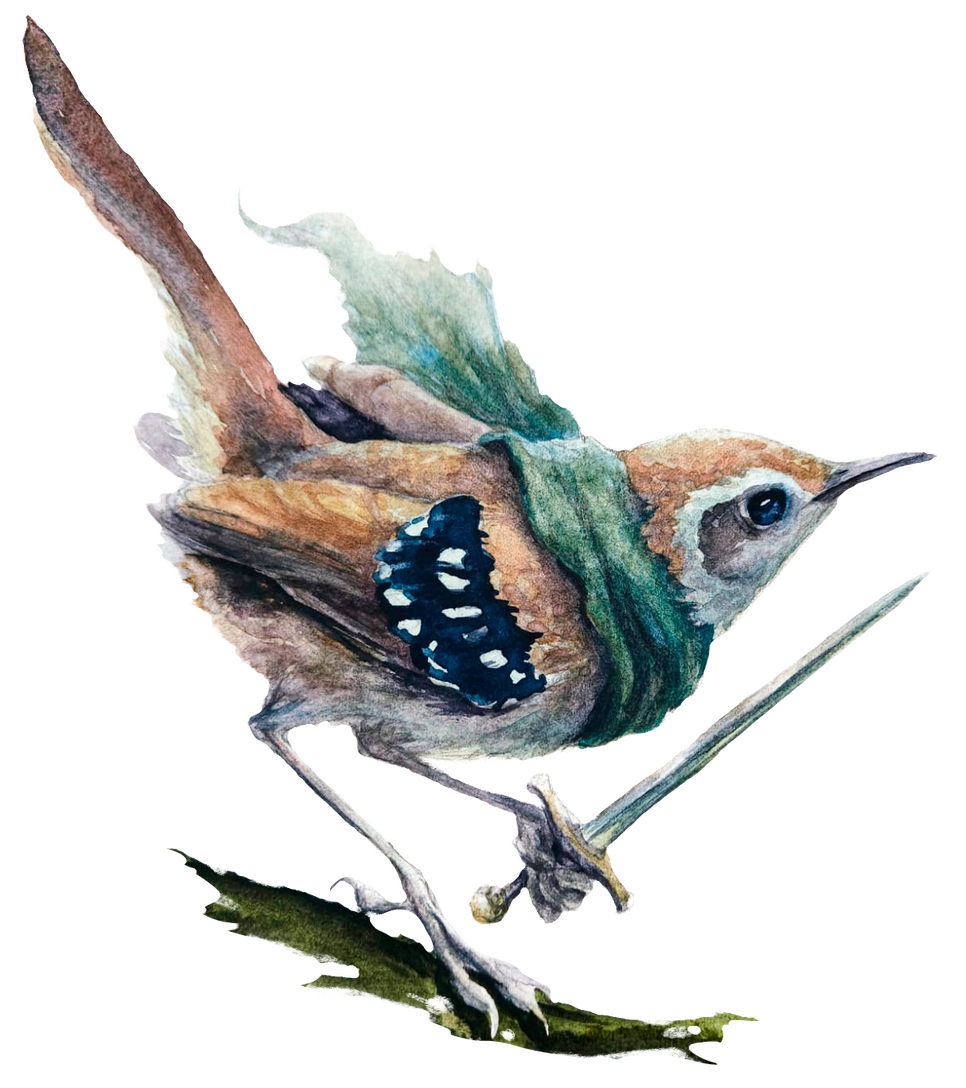 Papa-formiga-de-grota (Myrmoderus squamosus), fêmea